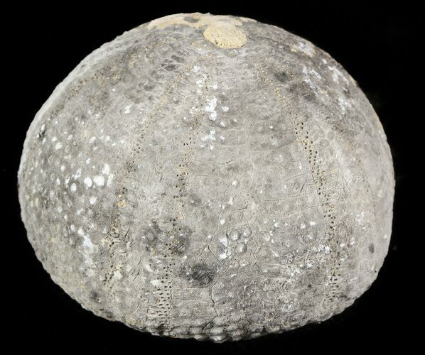 Eucosmus Fossil Echinoid (Sea Urchin) - Garsif, Morocco #46383